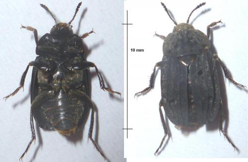 Thanatophilus sinuatus