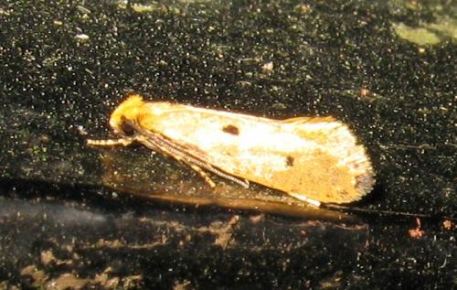 Réf. 92 160 : Tinea trinotella