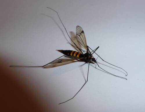 Réf. 92 507 : Nephrotoma crocata