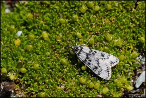 Eudonia vallesialis