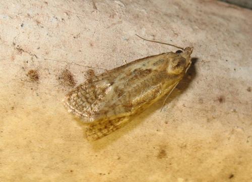 Phtheochroa inopiana