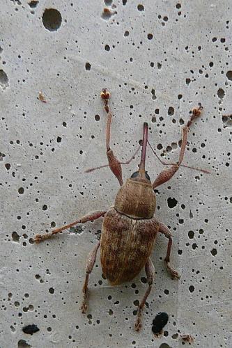 Curculio elephas