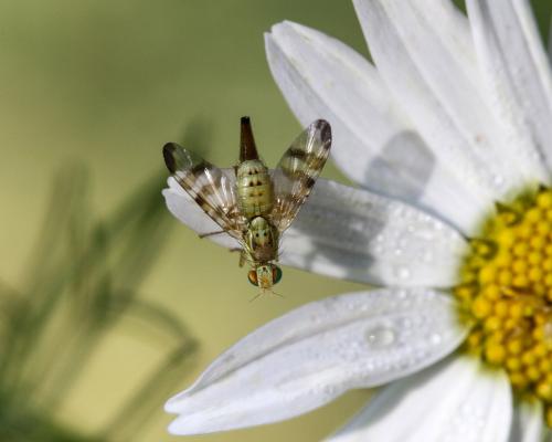 Réf. 92 808 : Terellia tussilaginis