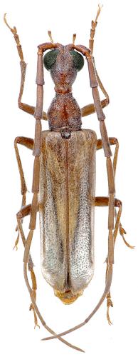 Vesperus luridus