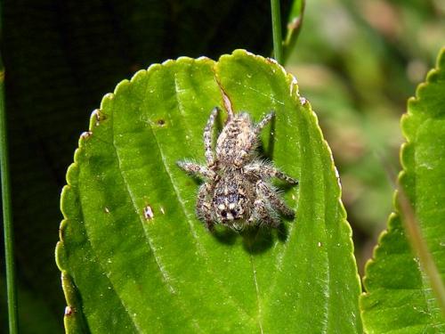 Philaeus chrysops