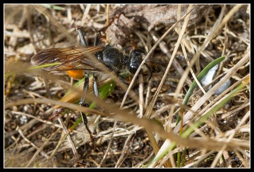 Sphex funerarius