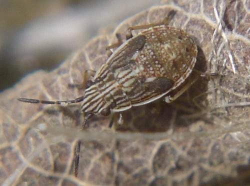 Réf. 92 475 : Nysius sp.