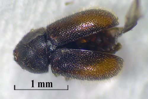Rhopalodontus sp.