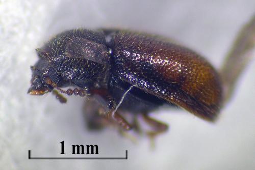 Rhopalodontus sp.