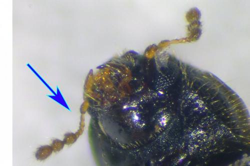 Réf. 92 508 : Rhopalodontus sp.