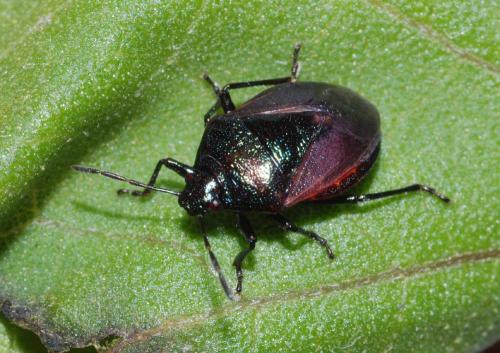 Zicrona caerulea