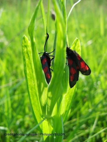 Zygaena trifolii