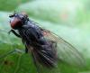 92441 – Photo : Elisabeth A. Harris – Royaume-Uni
