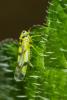92792 – Photo : Jean-Yves Casalis – France (91)