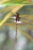 92153 – Photo : Stéphane N. – Guyane française