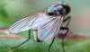92442 – Photo : Elisabeth A. Harris – Royaume-Uni