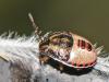 92389 – Photo : Eric Steckx – Belgique