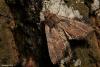 92142 – Photo : Sébastien Cally – France (57)