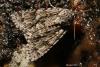 92140 – Photo : Sébastien Cally – France (57)