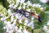 92828 – Photo : Nicolas Alric – France (12)