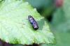 92944 – Photo : Nicolas Alric – France (12)