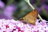 92945 – Photo : Nicolas Alric – France (12)