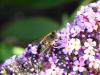 92691 – Photo : Nicolas Alric – France (12)