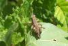 92946 – Photo : Nicolas Alric – France (12)