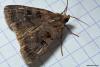 92122 – Photo : Sébastien Cally – France (57)