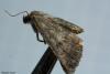 92039 – Photo : Sébastien Cally – France (57)