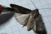 92038 – Photo : Sébastien Cally – France (57)