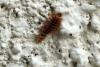 92479 – Photo : Nicolas Alric – France (12)