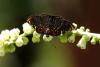 92056 – Photo : Stéphane N. – Guyane française
