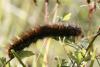 92081 – Photo : Baert roger – France (77)