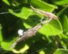 92159 – Photo : Didier Petot – France (86)