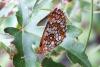 92844 – Photo : Nicolas Alric – France (12)