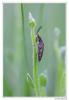 92561 – Photo : Denis Girard – France (74)