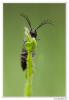 92558 – Photo : Denis Girard – France (74)