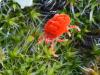 92105 – Photo : Pierre Gros – France (06)