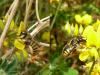 92648 – Photo : Patrick Le Mao – France (35)