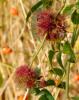 92685 – Photo : Vincent VALLI – France (28)