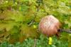92028 – Photo : Patrick Le Mao – France (22)