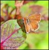 92903 – Photo : Josselyne Bayle – France (33)