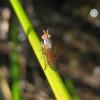 92767 – Photo : clovis – France (38)