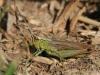92126 – Photo : Sylvain Houpert – France (78)
