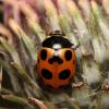 92894 – Photo : Vincent Derreumaux – France (65)