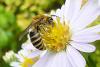 92328 – Photo : Jean DEXHEIMER – France (40)
