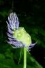 92497 – Photo : Patrick Le Mao – France (73)