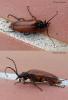 92646 – Photo : patrick derennes – France (07)