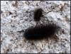 92773 – Photo : patrick derennes – France (25)